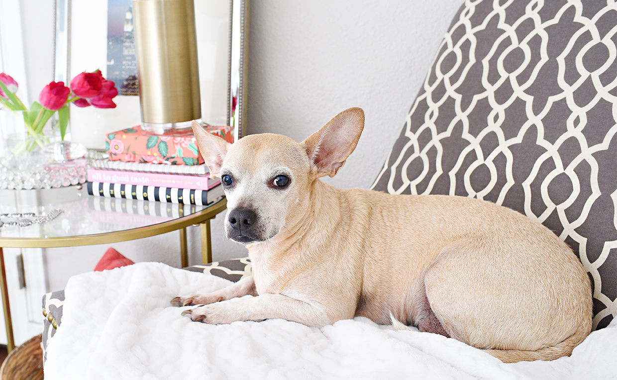 bedroomseating_petbed.jpg upholstered chair as a pet bed in the bedroom